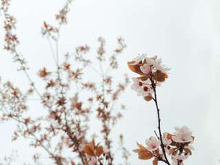 Close-Up of Blooming Branch – Delicate Spring Flowers in Full Blossom