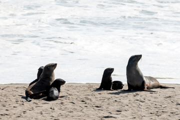 Fur seals family enjoy the heat of the sun at the sand beach on Cape Cross seal colony in Namibia,...