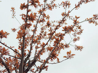Close-Up of Blooming Branch – Delicate Spring Flowers in Full Blossom