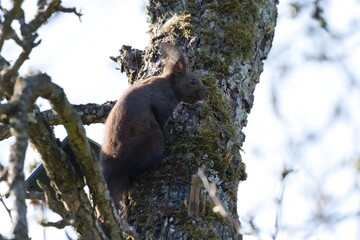 Black fur form of Sciurus vulgaris, cute european red squirrel. Climbing on the tree in the forrest in Czech republic.