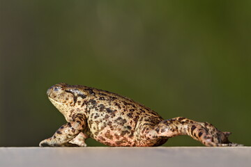 Dead common toad Bufo bufo female. Huge frog from Czech republic. Female was drowned by males during mating.