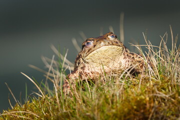 Dead common toad Bufo bufo female. Huge frog from Czech republic. Female was drowned by males during mating.