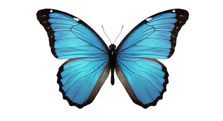 Obraz premium Flying Blue Butterfly with Open Wings Isolated on White Background