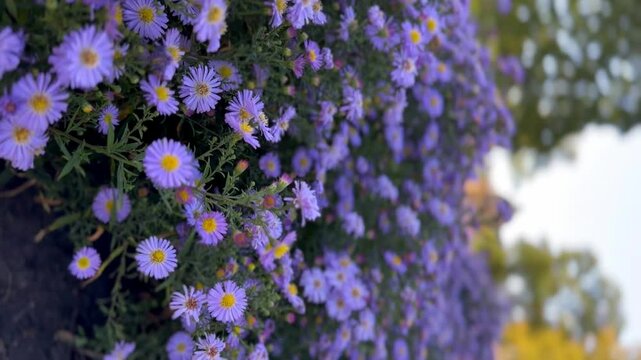 October flowers at the Lermontov Estate Museum. Footage for projects about Russia, culture and nature.
