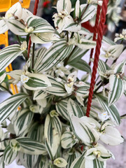 bouquet of flowers