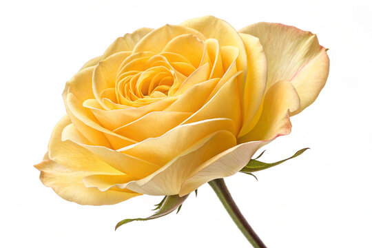 Yellow Rose in Full Bloom pn a White 