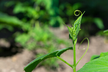 A young cucumber growth. Organic and healthy food industry. cucumber sprouts. shoots, seedlings. close-up. tendrils are twining. grows in a greenhouse. young plant. space for text