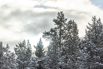Snow covered spruce pine trees closeup in Colorado White River National Forest rocky mountains sunrise sky landscape