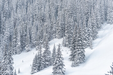 Snow covered pattern spruce trees in Colorado White River National Forest rocky mountains near Vail ski slope landscape