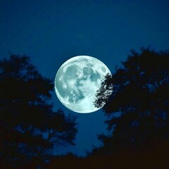 Fototapeta premium A bright full moon shines in a dark blue night sky, partially framed by the silhouettes of trees on either side. 