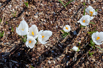 white crocus flowers