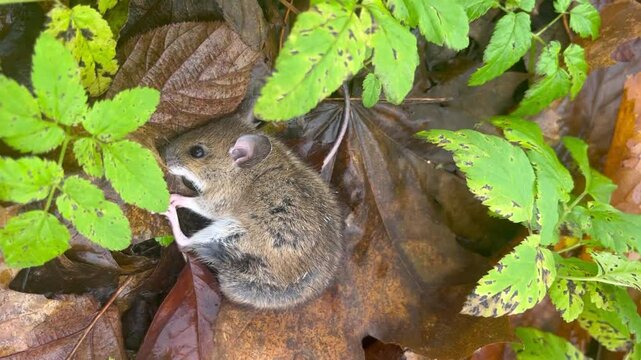 the mouse sleeps in the grass and leaves