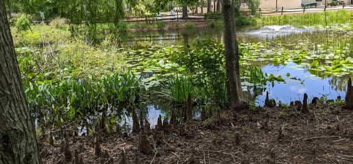 Florida Pond