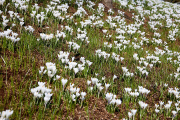white spring flowers
