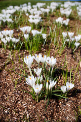 white spring flowers