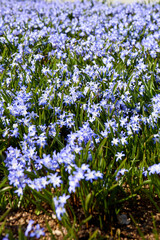 forget me not flowers