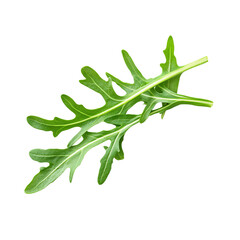 single piece of fresh arugula on white surface

