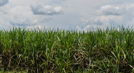 Obraz premium cultivo de caña - foto de stock 