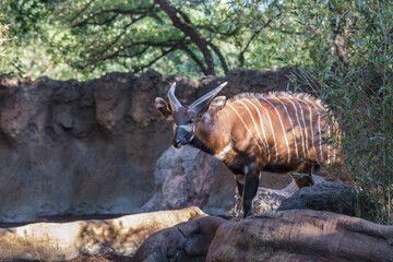 Eastern bongo (Tragelaphus eurycerus isaaci)