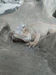 big iguana, reptile terrarium, zoo
