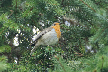 European robin (Erithacus rubecula) sitting on a tree branch in Zurich, Switzerland