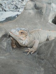  big iguana, reptile terrarium, zoo