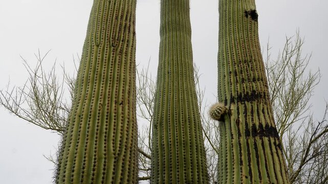 Saguaro cactus towering under the evening sky at Organ Pipe Cactus National Monument in Arizona