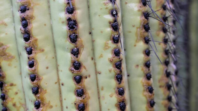 This close-up showcases the textured green surface of a saguaro cactus, highlighting the dark areoles and sharp spines. The setting captures the essence of desert flora.