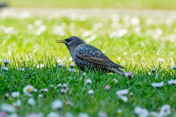 A starling bird with iridescent feathers sits on green grass with flowers