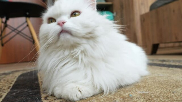 Luxurious white persian cat resting on soft carpet, gracefully shifting positions and attentively observing surrounding environment with curious expression