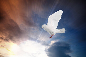 Beautiful white dove flying in sky under sunlight