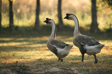 Fototapeta premium Goose Farm, Beautiful Domestic Bird with Soft Feathers and Beak, Roaming the Rural Countryside Grass, Agriculture in Peaceful Outdoors as a Farm Animal