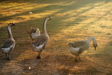 Goose Farm, Beautiful Domestic Bird with Soft Feathers and Beak, Roaming the Rural Countryside Grass, Agriculture in Peaceful Outdoors as a Farm Animal