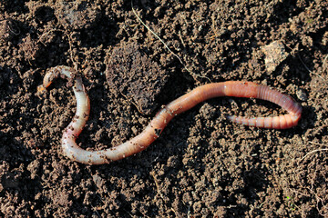 common earthworm on the ground