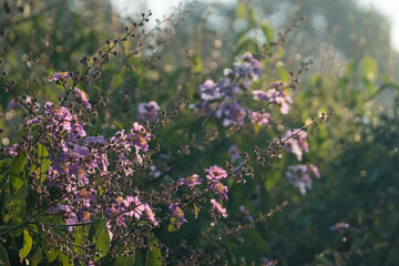 banner background of tropical forest landscape scene for using in concept of environmental ecology and sustainable energy or Earth day, wild wood scenic using for wallpaper of spa and tourism