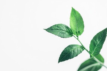 Fototapeta premium Green Leaf Branch Against a Clean White Background in Minimalist Style