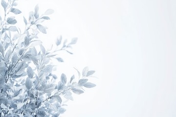 Fototapeta premium Silver Leaves Branch on White Minimalist Background for Creative Projects