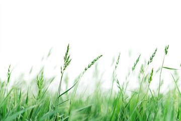 Fototapeta premium Green Grass Blowing in Wind Under a Bright Sky Background