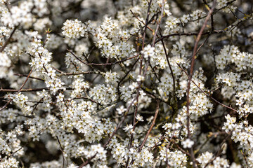 An abundance of blackthorn flowers on a sunny spring day