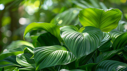 Lush Green Tropical Leaves in Sunlight