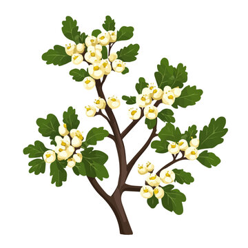 white flowers green leaves brown branch clip art preview
