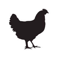 Chicken Silhouette - High-Quality Vector Illustration for Farm and Poultry Designs