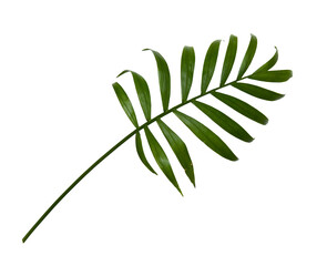 The palm leaf is on a white background