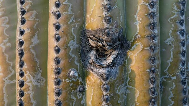 This close-up showcases the textured green surface of a saguaro cactus, highlighting the dark areoles and sharp spines. The setting captures the essence of desert flora.
