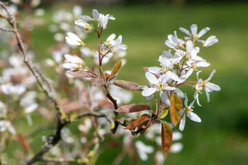 Close up of smooth serviceberry (amelanchier laevis) flowers in bloom
