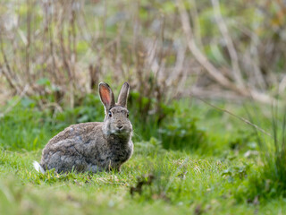 European rabbit, Oryctolagus cuniculus