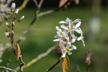 Close up of smooth serviceberry (amelanchier laevis) flowers in bloom