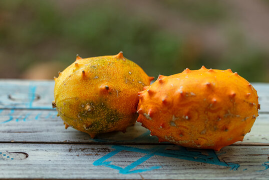 Le fruit kiwano - Cucumis metulifer