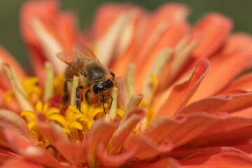 Honeybee (Apis mellifera) with pollen baskets taking flight from flower in summer garden