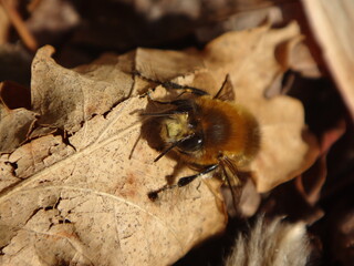 Hairy-footed flower bee (Anthophora plumipes), male resting on a dry oak leaf